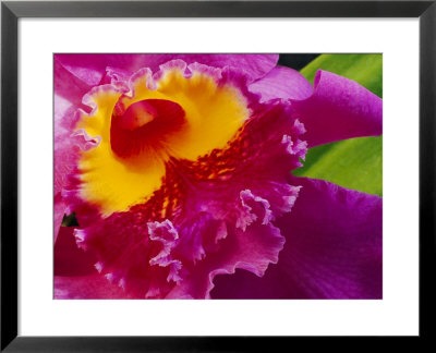 Close View Of A Bright Pink Cattleya Orchid by Jonathan Blair Pricing Limited Edition Print image