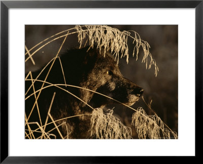 Portrait Of A Gray Wolf, Canis Lupus, In Profile by Jim And Jamie Dutcher Pricing Limited Edition Print image