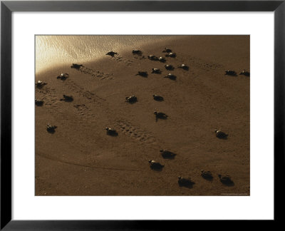 Freshly-Hatched Leatherback Sea Turtles En Route To The Sea by Carsten Peter Pricing Limited Edition Print image