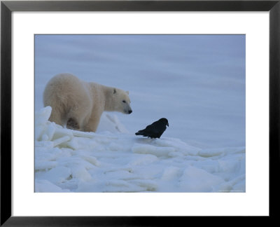 Portrait Of A Polar Bear And A Raven by Norbert Rosing Pricing Limited Edition Print image