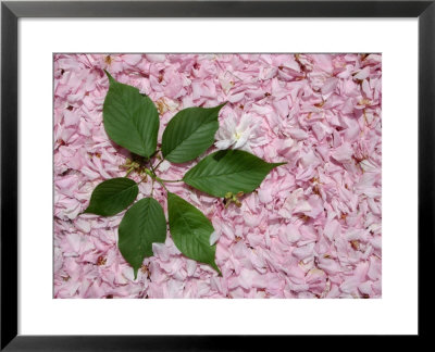 Burst Of Green Leaves On A Pink Carpet Of Japanese Cherry Blossoms by Stephen St. John Pricing Limited Edition Print image