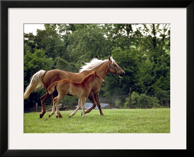 Mare Runs With Her Foal Through A Pasture by Rex Stucky Pricing Limited Edition Print image