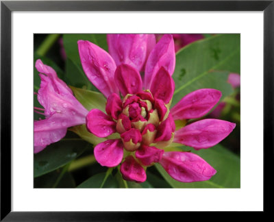 Whorl Of Rhododendron Buds And Flowers, Belmont, Massachusetts, Usa by Darlyne A. Murawski Pricing Limited Edition Print image