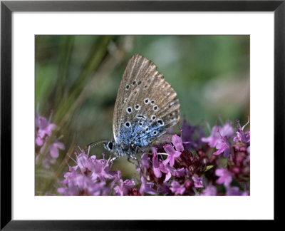 Large Blue, Maculinea Arion, Butterfly Sitting On Pink Flowers, Silvakra, Sweden by Darlyne A. Murawski Pricing Limited Edition Print image