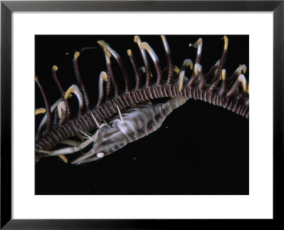 A Crinoid Shrimp by David Doubilet Pricing Limited Edition Print image