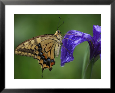 A Butterfly Resting On An Iris Flower by Michael S. Yamashita Pricing Limited Edition Print image