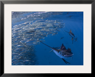 Sailfish Hunt Sardines Using Their Bills And Sails To Corner The Fish by Paul Nicklen Pricing Limited Edition Print image