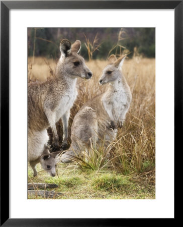 Eastern Grey Kangaroos, Kosciuszko National Park, New South Wales, Australia by Jochen Schlenker Pricing Limited Edition Print image