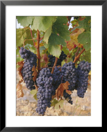 Grapes In Vineyard Near Logrono, Ebro Valley, La Rioja Province, Spain, Europe by Charles Bowman Pricing Limited Edition Print image