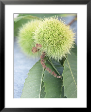 Sweet Chestnuts With Leaves by Brigitte Sporrer Pricing Limited Edition Print image