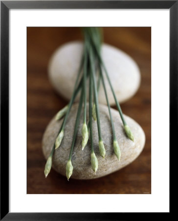 Garlic Chives by Jean Cazals Pricing Limited Edition Print image