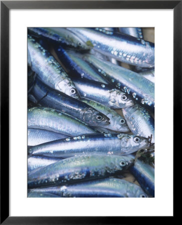 Freshly Caught Sardines (Brittany, France) by Joerg Lehmann Pricing Limited Edition Print image