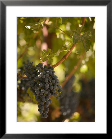 Grapes And Vineyard, Rutherford, Napa Valley, California by Walter Bibikow Pricing Limited Edition Print image