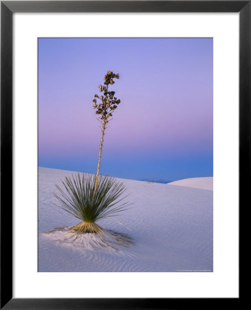 Yucca On Dunes At Dusk, Heart Of The Dunes, White Sands National Monument, New Mexico, Usa by Scott T. Smith Pricing Limited Edition Print image