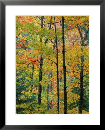 Northern Hardwood Forest In Fall, Green Mountain National Forest, Vermont, Usa by Jerry & Marcy Monkman Pricing Limited Edition Print image