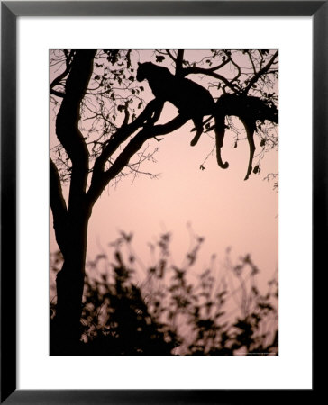Leopard With Impala Carcass In Tree, Okavango Delta, Botswana by Pete Oxford Pricing Limited Edition Print image