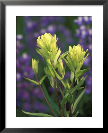 Sulfur Paintbrush, Pawnee National Grassland, Colorado, Usa by Claudia Adams Pricing Limited Edition Print image