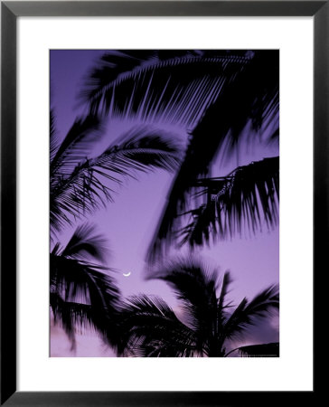 Palm Trees With Moon, Hawaii, Usa by John & Lisa Merrill Pricing Limited Edition Print image