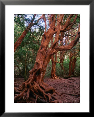 Trunks Of The Arrayanes Tree In The Parque Nacional Los Arrayanes, Argentina by Alfredo Maiquez Pricing Limited Edition Print image