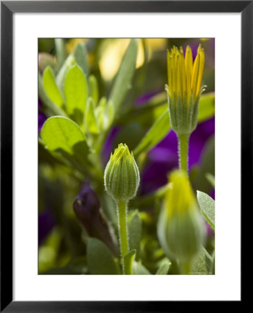 Close View Of Two Yellow Symphony Osteospermum Buds, Groton, Connecticut by Todd Gipstein Pricing Limited Edition Print image