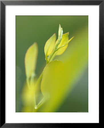 New Buds And Shoots Of Mountain Swamp Gum Eucalypt Tree, Yellingbo Nature Reserve, Australia by Jason Edwards Pricing Limited Edition Print image
