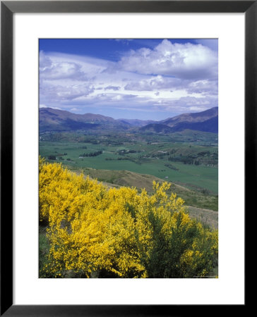 Yellow Broom Over Pasture In Dalefield And The Remarkables by Rich Reid Pricing Limited Edition Print image