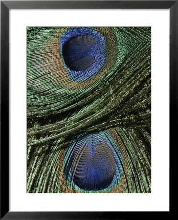 Close View Of Colorful Peacock Feathers by Marc Moritsch Pricing Limited Edition Print image
