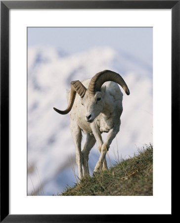 Dall's Sheep, Ram, Denali National Park, Alaska by Roy Toft Pricing Limited Edition Print image