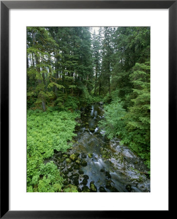Temperate Rain Forest And Creek In Tongass National Forest, Alaska by Rich Reid Pricing Limited Edition Print image