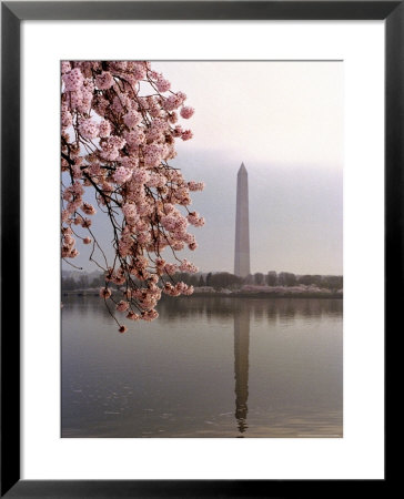 Cherry Blossoms Frame The Washington Monument by Rex Stucky Pricing Limited Edition Print image