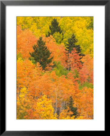 Leaves Of A Forest Change Colors In Autumn, Santa Fe, New Mexico, Usa by Ralph Lee Hopkins Pricing Limited Edition Print image
