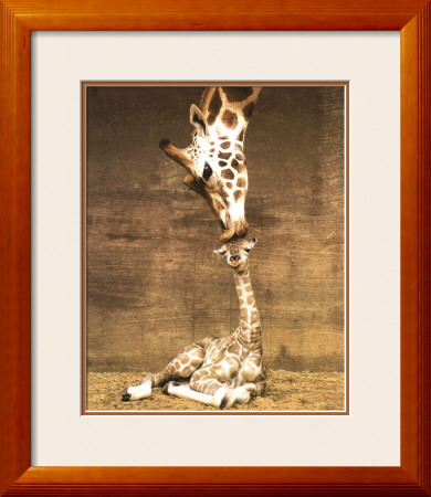 Giraffe - First Kiss by Ron D'raine Pricing Limited Edition Print image