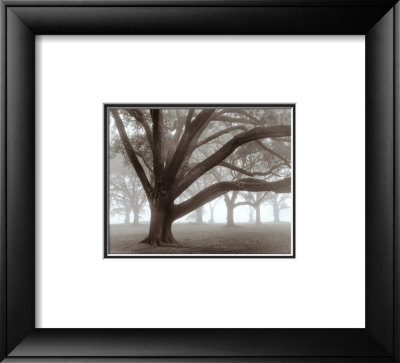 Oak Grove In Fog by William Guion Pricing Limited Edition Print image
