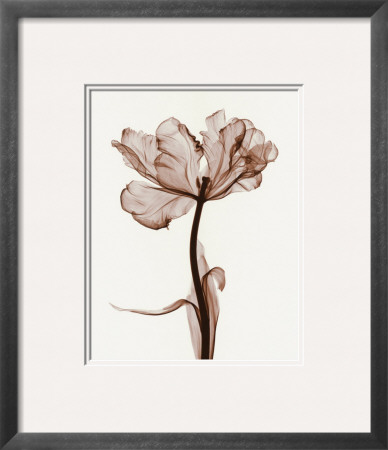 Parrot Tulips I by Steven N. Meyers Pricing Limited Edition Print image