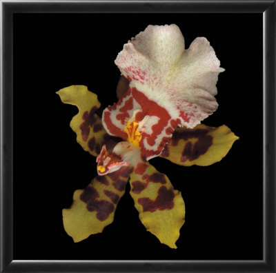 Tiger Orchid by Rosemarie Stanford Pricing Limited Edition Print image