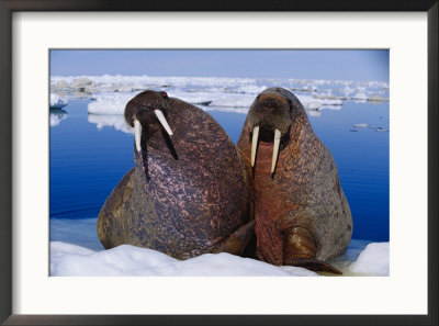 Two Atlantic Walruses Rest On A Piece Of Ice by Paul Nicklen Pricing Limited Edition Print image