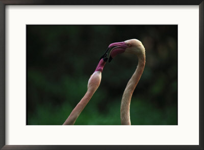 American Flamingos by Joel Sartore Pricing Limited Edition Print image