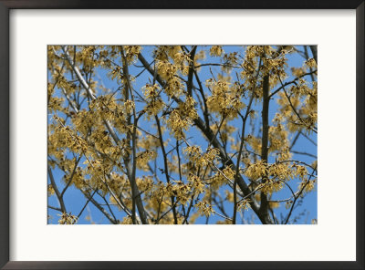 Close View Of Witch Hazel Blossoms by Darlyne A. Murawski Pricing Limited Edition Print image