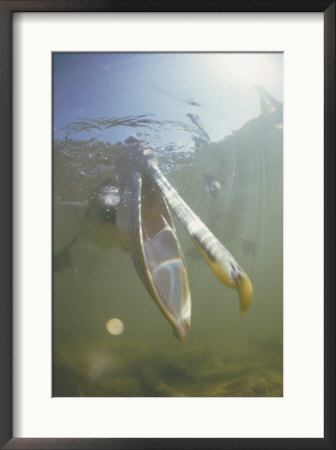 Underwater View Of A Brown Pelican Fishing For Food by Bill Curtsinger Pricing Limited Edition Print image