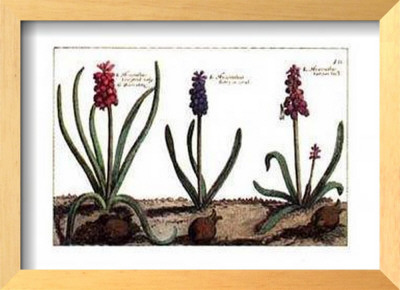 Hyacinth by Crispijn De Passe Pricing Limited Edition Print image