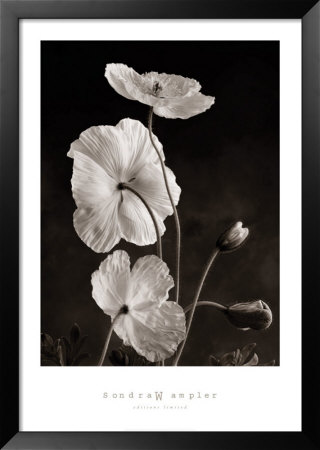 Iceland Poppies I by Sondra Wampler Pricing Limited Edition Print image