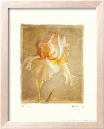 The Iris by Amy Melious Pricing Limited Edition Print image