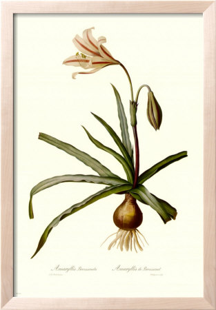 Amaryllis Broussonetti by Georg Dionysius Ehret Pricing Limited Edition Print image