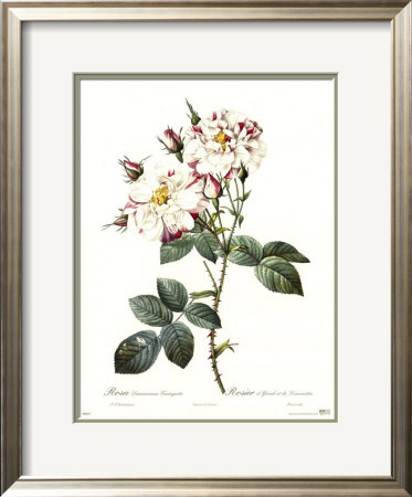 Rosa Damascena Variegata by Pierre-Joseph Redouté Pricing Limited Edition Print image
