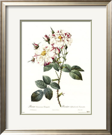 Rosa Damascena Variegata by Pierre-Joseph Redoute Pricing Limited Edition Print image