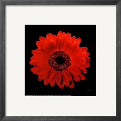 Gerber by Mitch Ostapchuk Pricing Limited Edition Print image