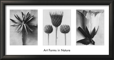 Art Forms In Nature Ii by Karl Blossfeldt Pricing Limited Edition Print image
