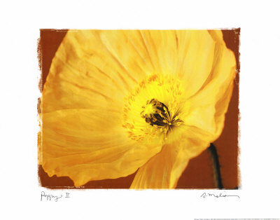Poppy Ii by Amy Melious Pricing Limited Edition Print image