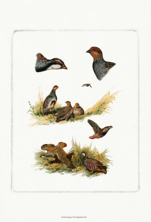 Partridge by Rial Pricing Limited Edition Print image