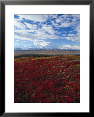Bear Berries, Mt. Mckinley, Ak by John Luke Pricing Limited Edition Print image
